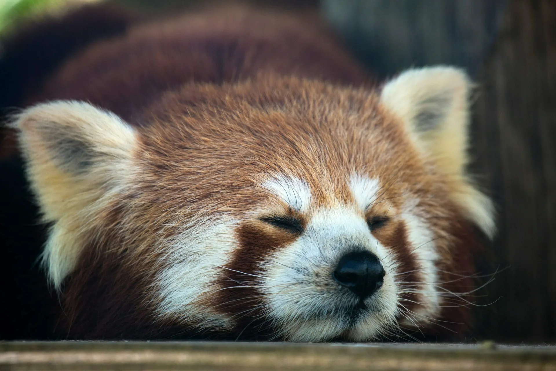 Triste nouvelle : le petit panda roux du parc de Clères n’a pas survécu