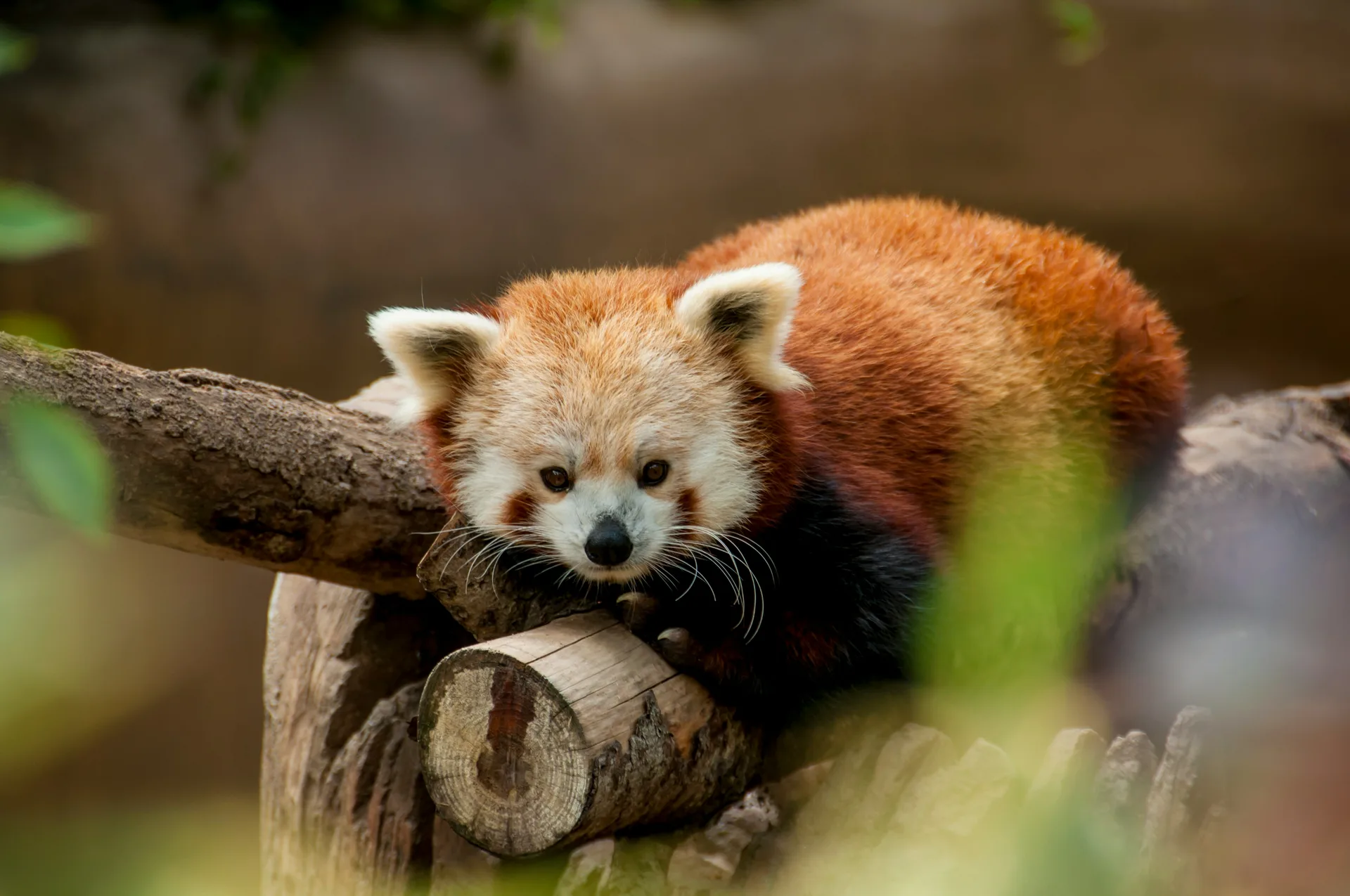 Le parc de Clères accueille une nouvelle pensionnaire : un bébé panda roux